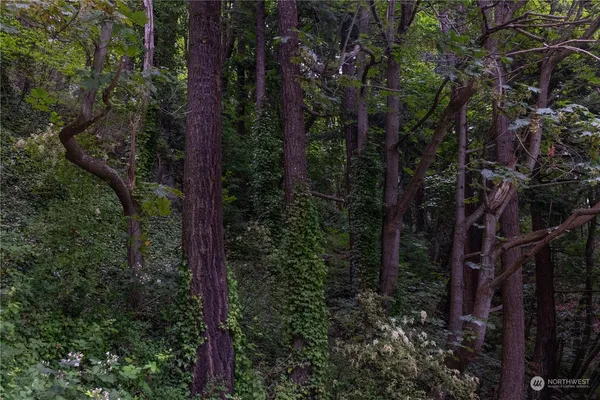 a view of a yard with plants and a trees