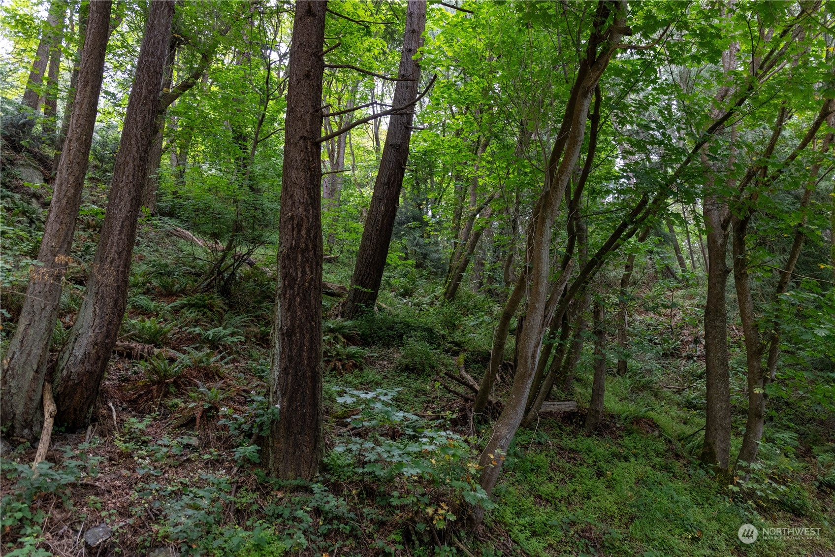 2190 Chuckanut Drive Bow, WA 98232 - Photo 16 of 29 a view of forest