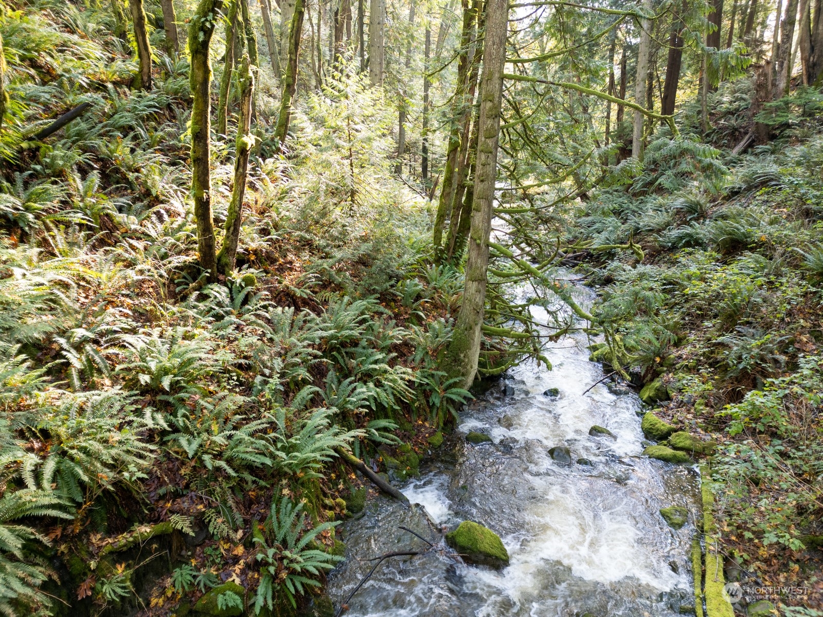 2190 Chuckanut Drive Bow, WA 98232 - Photo 18 of 29 a view of a yard with plants and tree