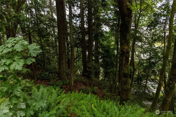 a view of a forest with a tree