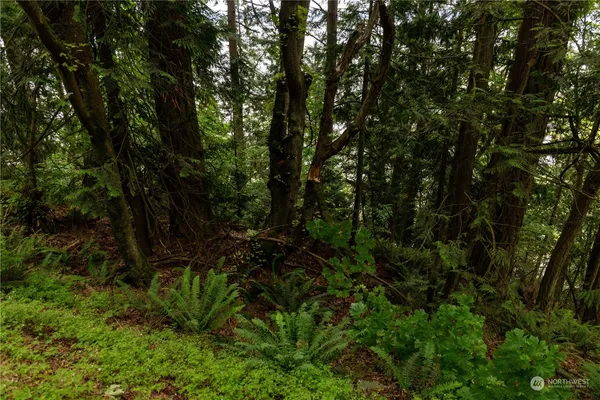 a view of tree