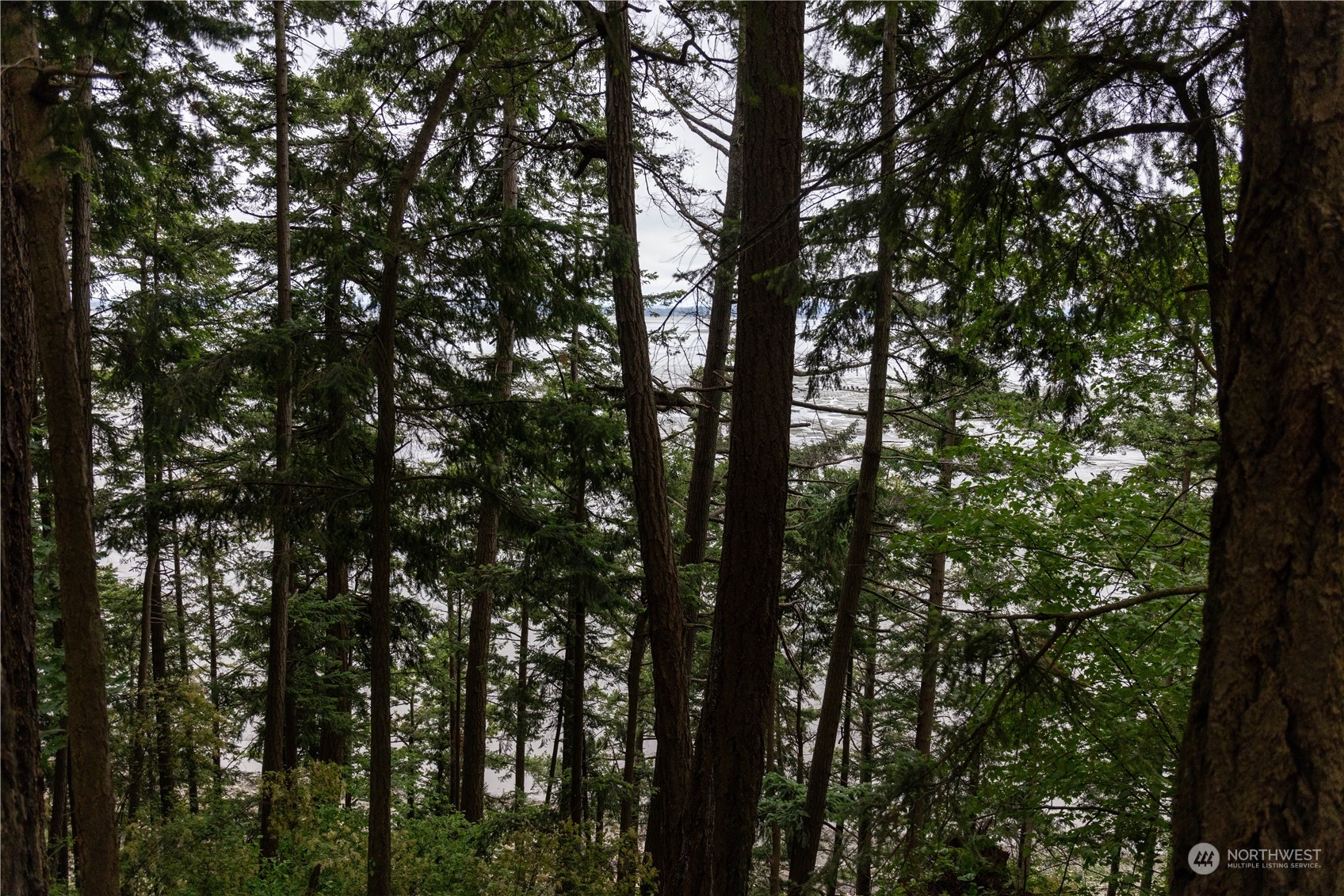 2190 Chuckanut Drive Bow, WA 98232 - Photo 29 of 29 a view of tree