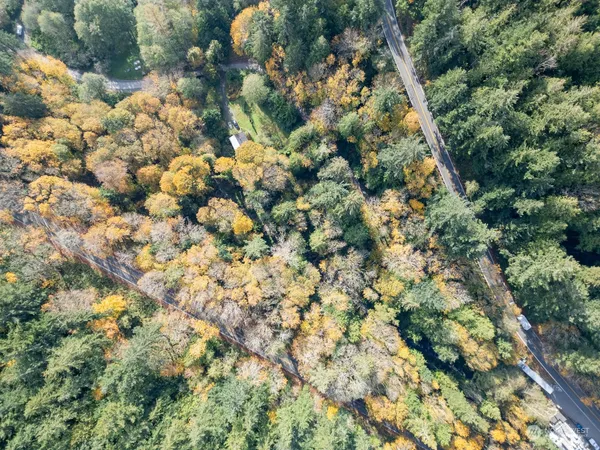 a view of a forest with a tree