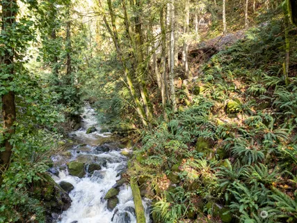 a view of a lush green forest