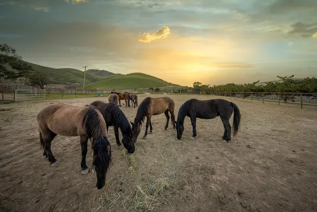 a view of large trees and a big yard with couple of chairs