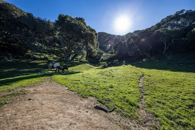 an aerial view of a forest