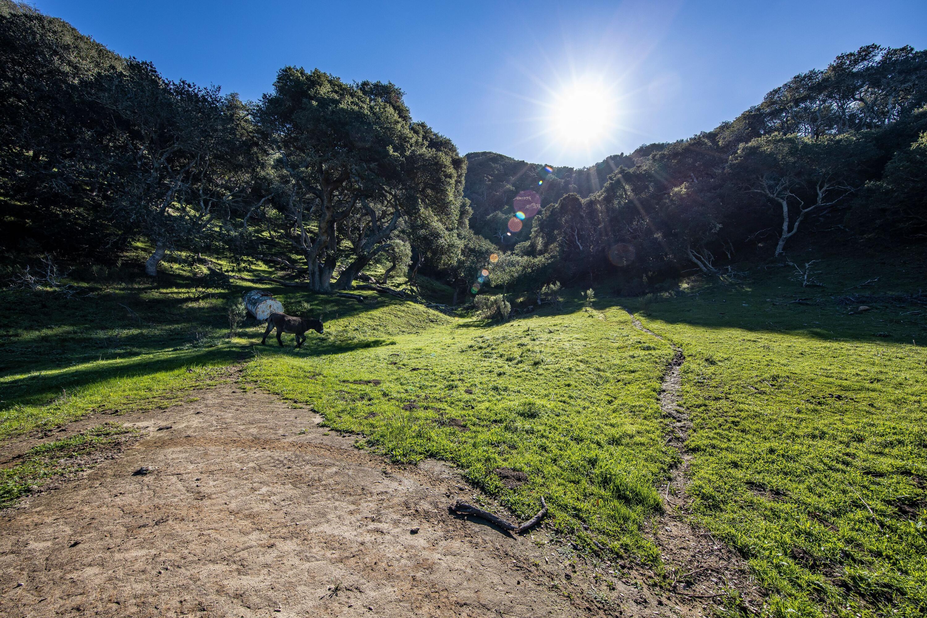 4115 Jalama Road Lompoc, CA 93436 - Photo 20 of 39 a view of backyard with garden