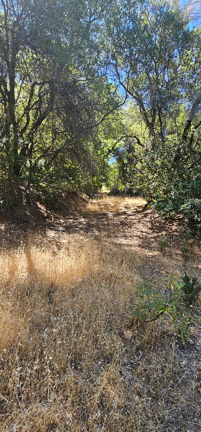 7040 Idlewild Road Somerset, CA 95684 - Photo 16 of 18 a view of a yard with a tree
