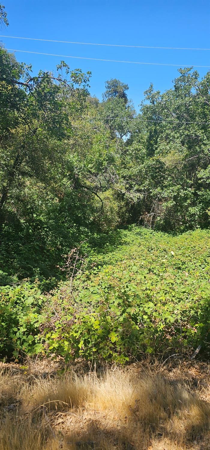7040 Idlewild Road Somerset, CA 95684 - Photo 18 of 18 a view of a garden with an ocean