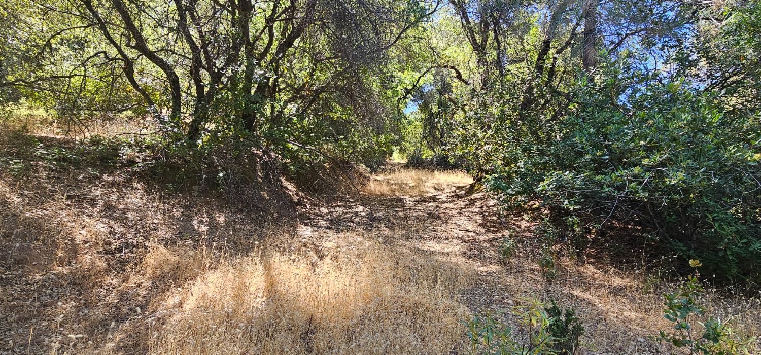 7040 Idlewild Road Somerset, CA 95684 - Photo 6 of 18 a view of a tree in a yard