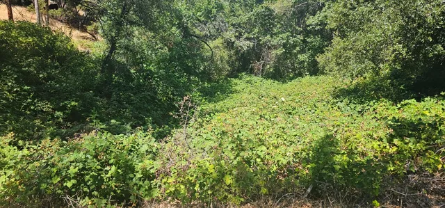 a view of a lush green forest