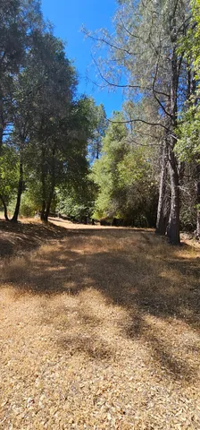 a view of a yard with a large tree