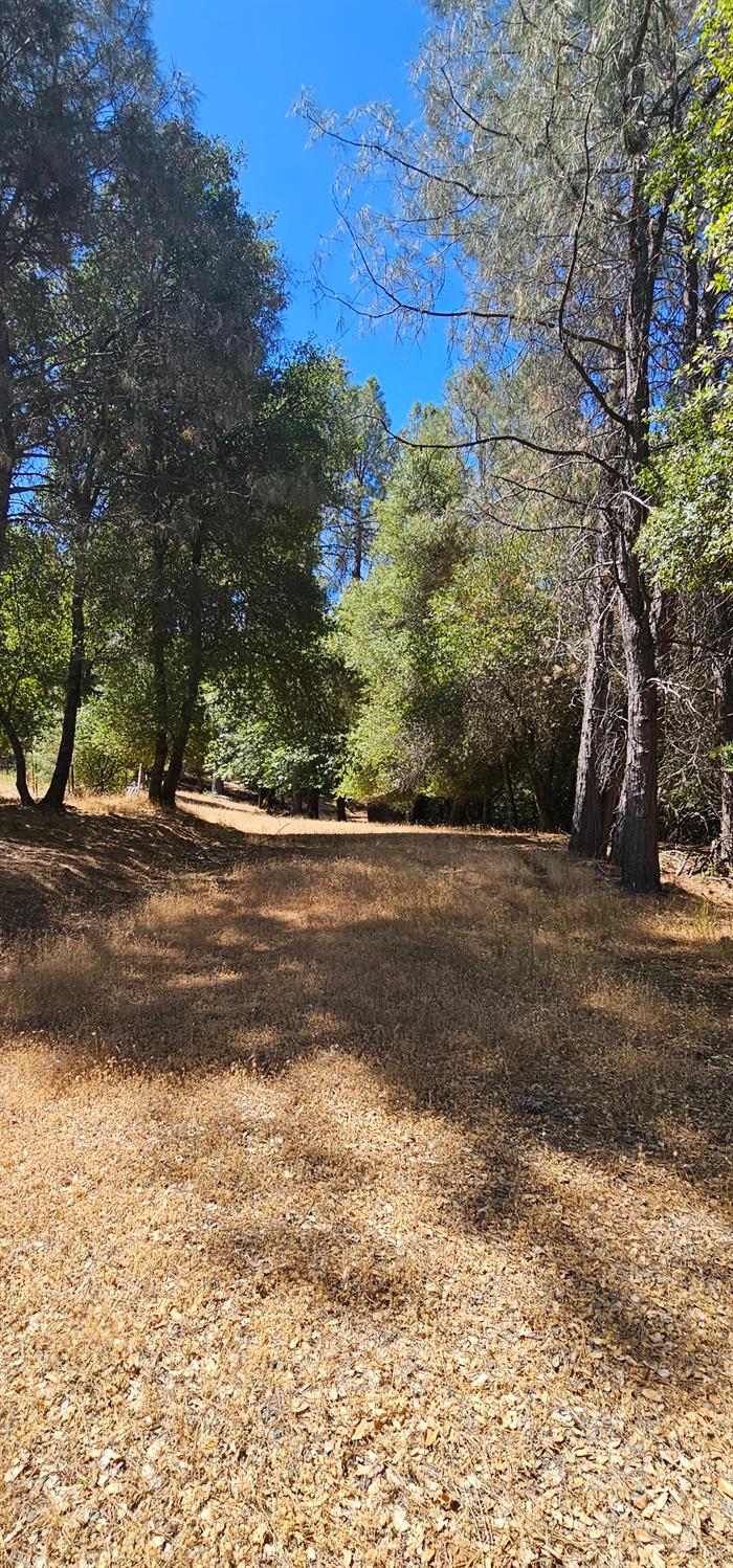 7040 Idlewild Road Somerset, CA 95684 - Photo 10 of 18 a view of a yard with a large tree