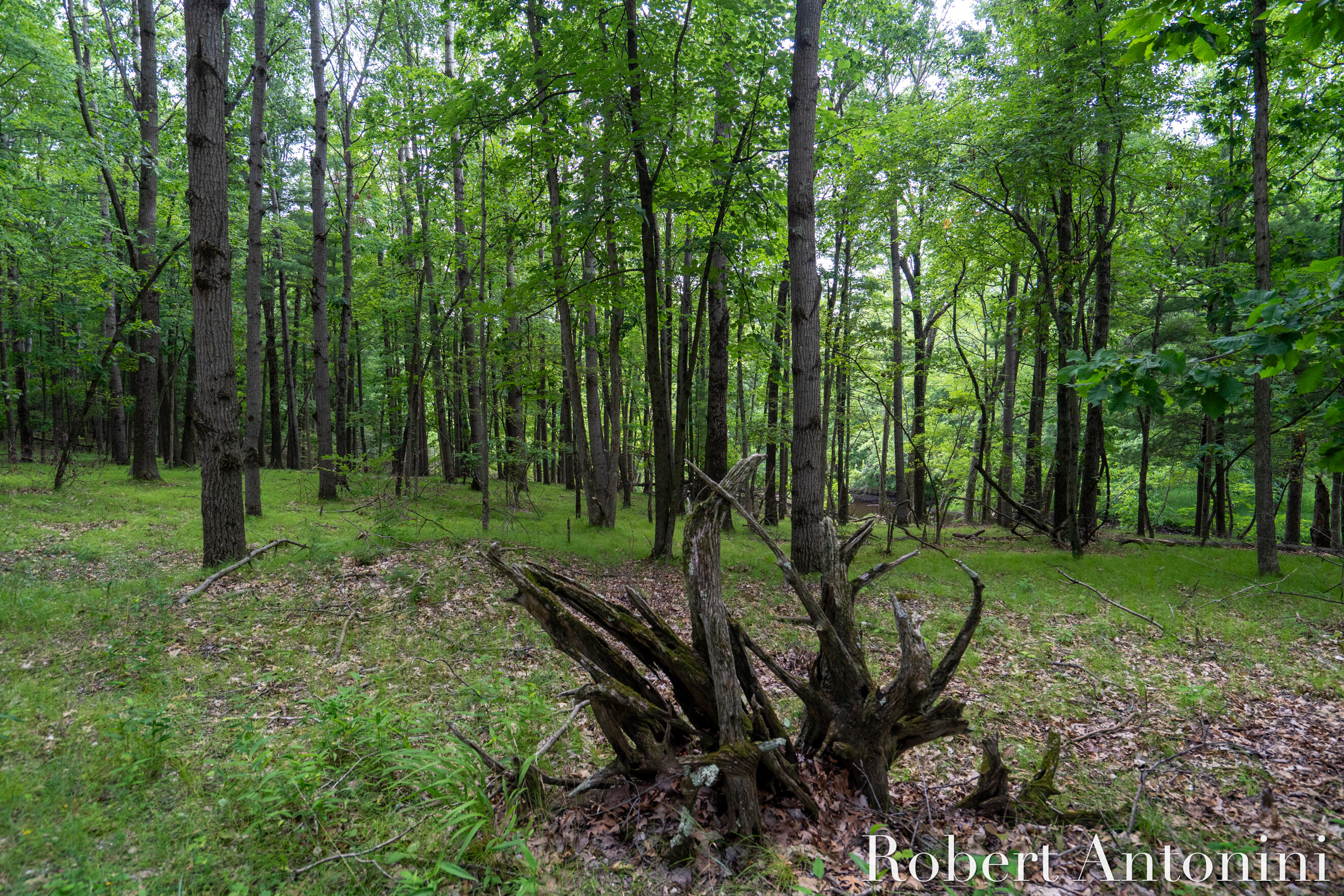 4751 Johnson Road Gowen, MI 49326 - Photo 12 of 146 Stunning Land