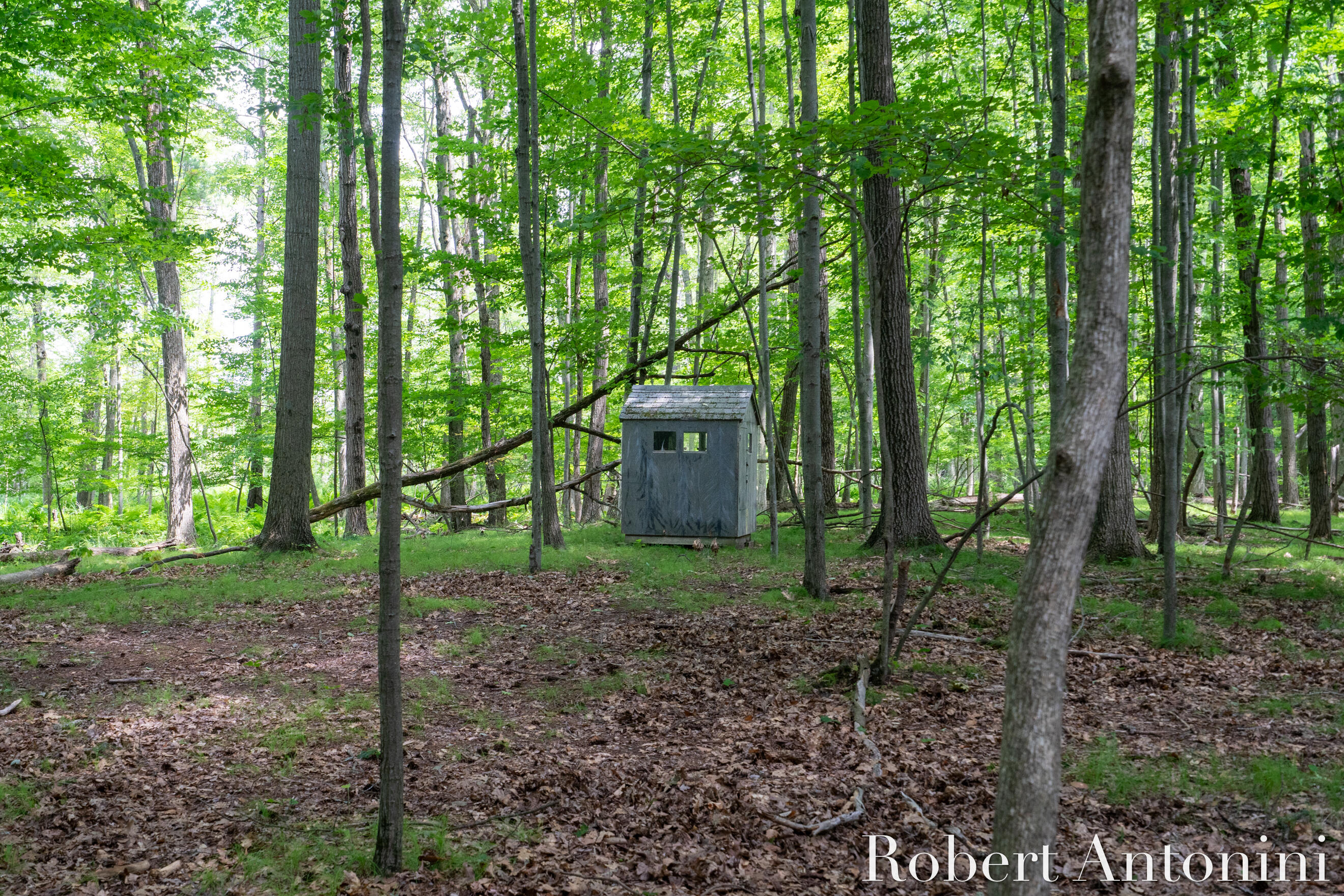 4751 Johnson Road Gowen, MI 49326 - Photo 13 of 146 Variety Tree/Land Blinds