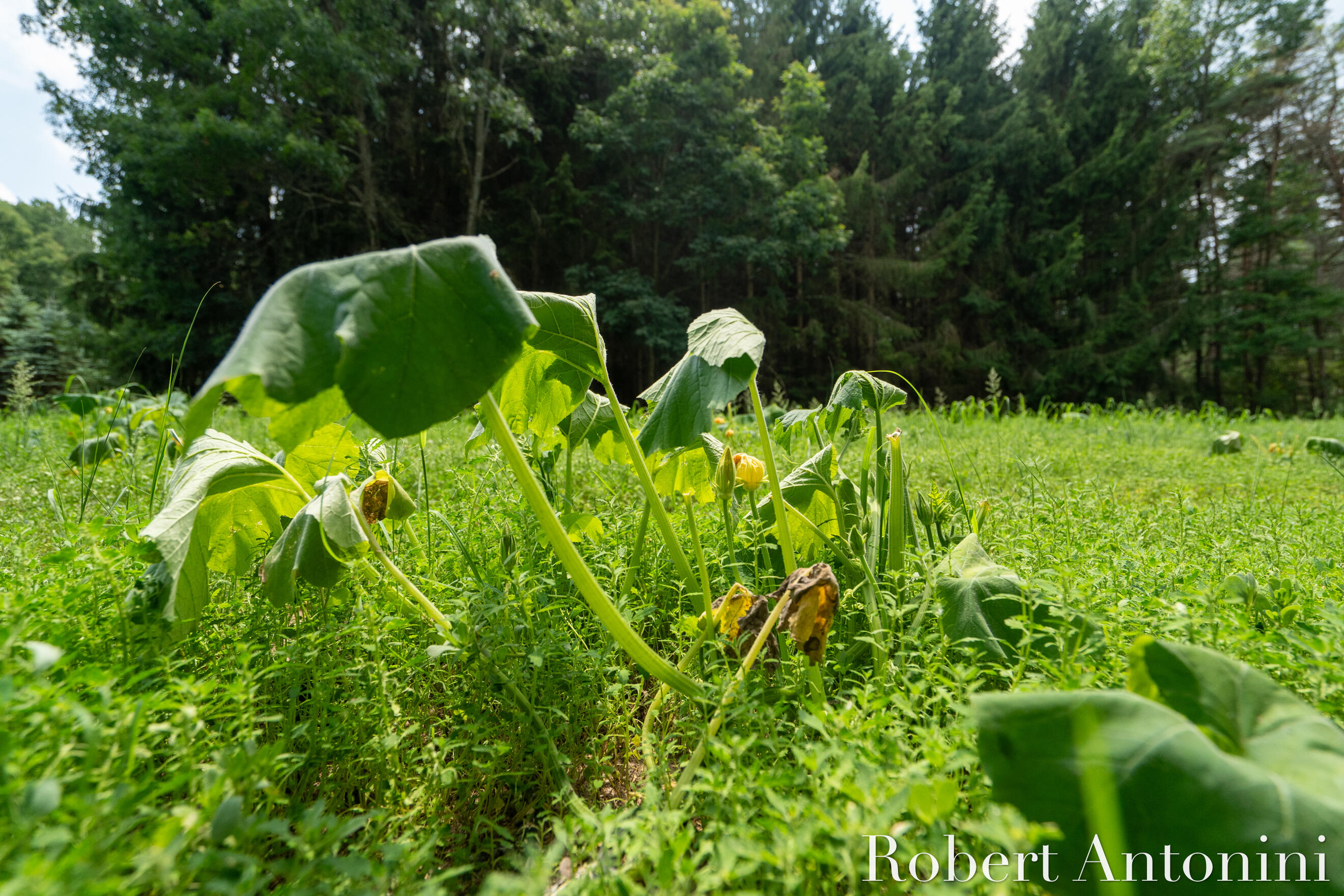 4751 Johnson Road Gowen, MI 49326 - Photo 134 of 146 Pumpkins