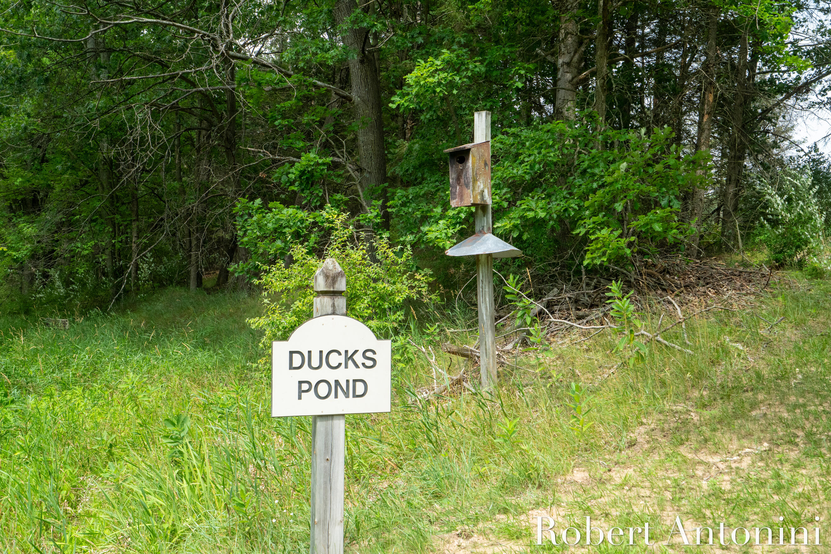 4751 Johnson Road Gowen, MI 49326 - Photo 14 of 146 22+ Duck Nests