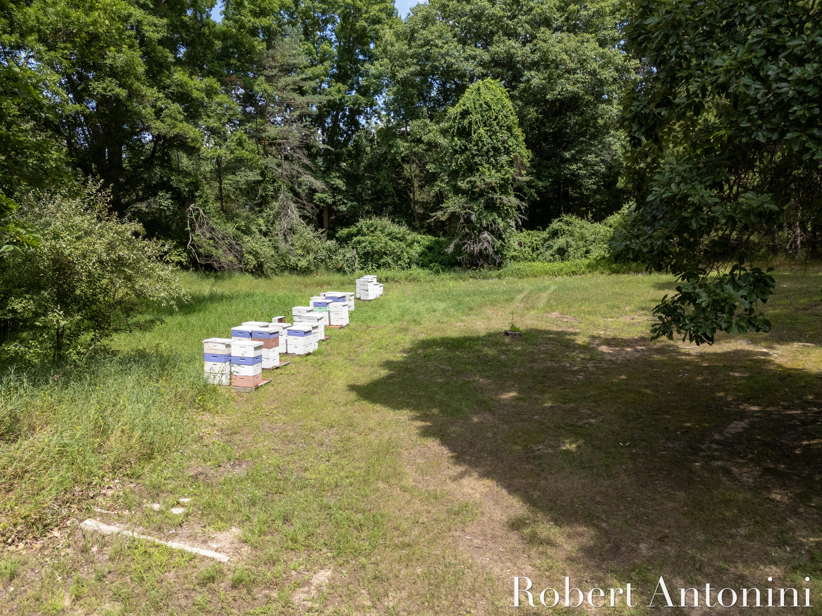 4751 Johnson Road Gowen, MI 49326 - Photo 25 of 146 Honey