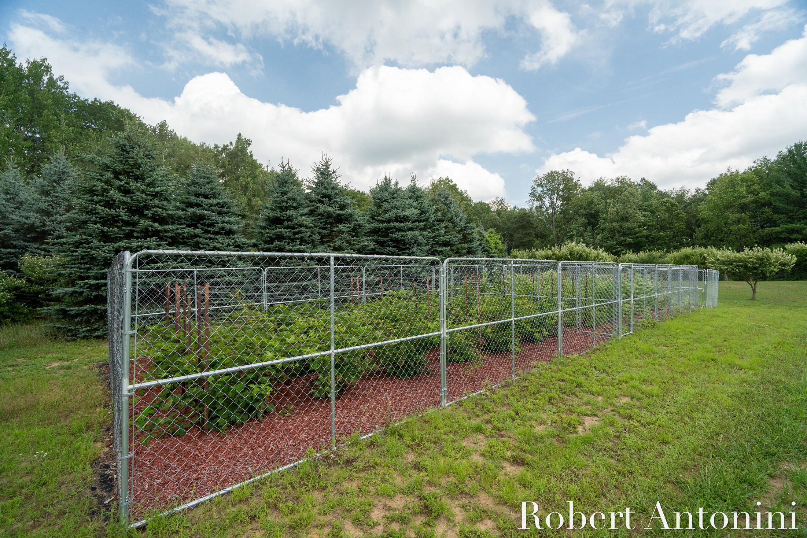 4751 Johnson Road Gowen, MI 49326 - Photo 26 of 146 Berries