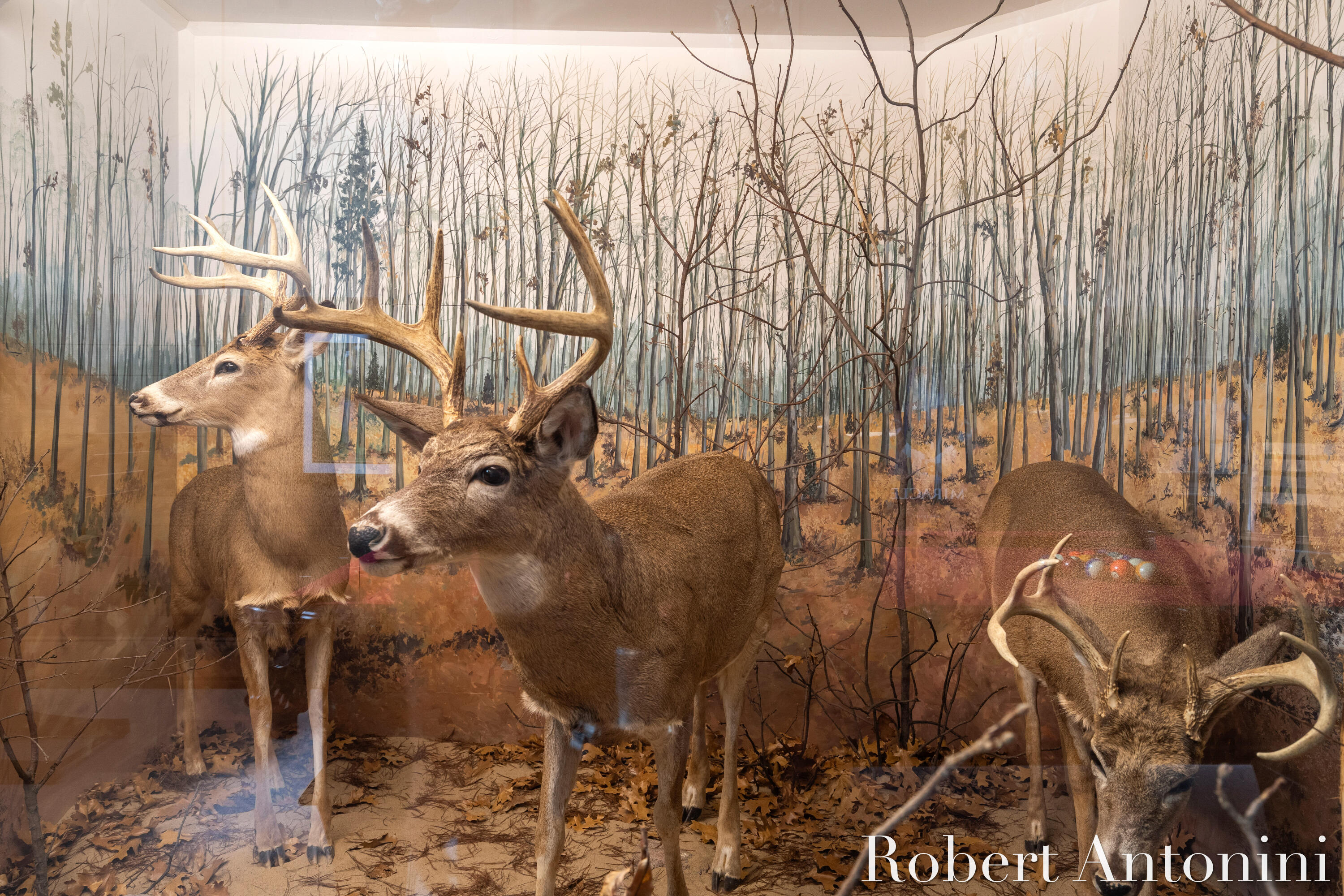 4751 Johnson Road Gowen, MI 49326 - Photo 74 of 146 Bucks harvest from the property