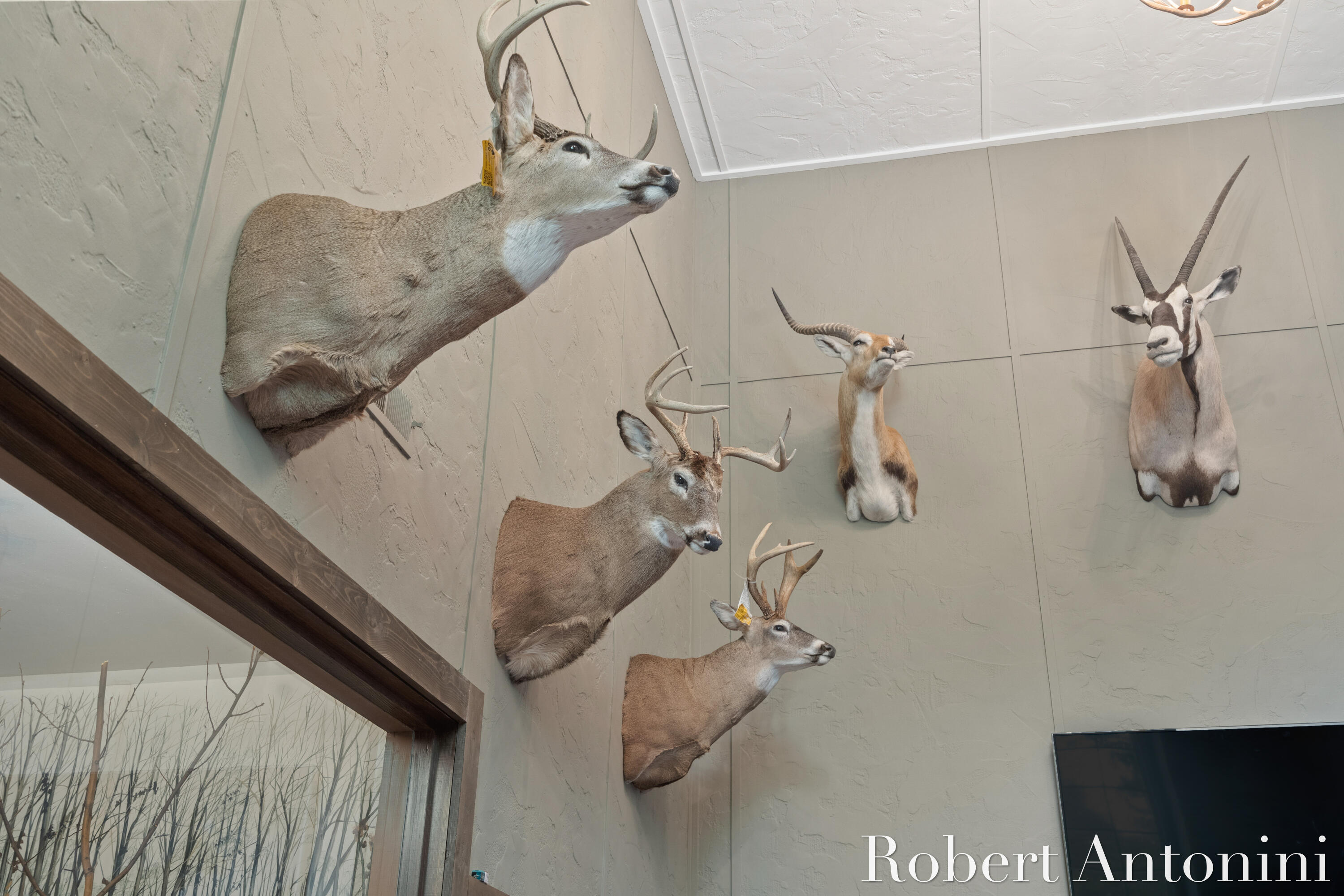 4751 Johnson Road Gowen, MI 49326 - Photo 75 of 146 Harvested from the Property!