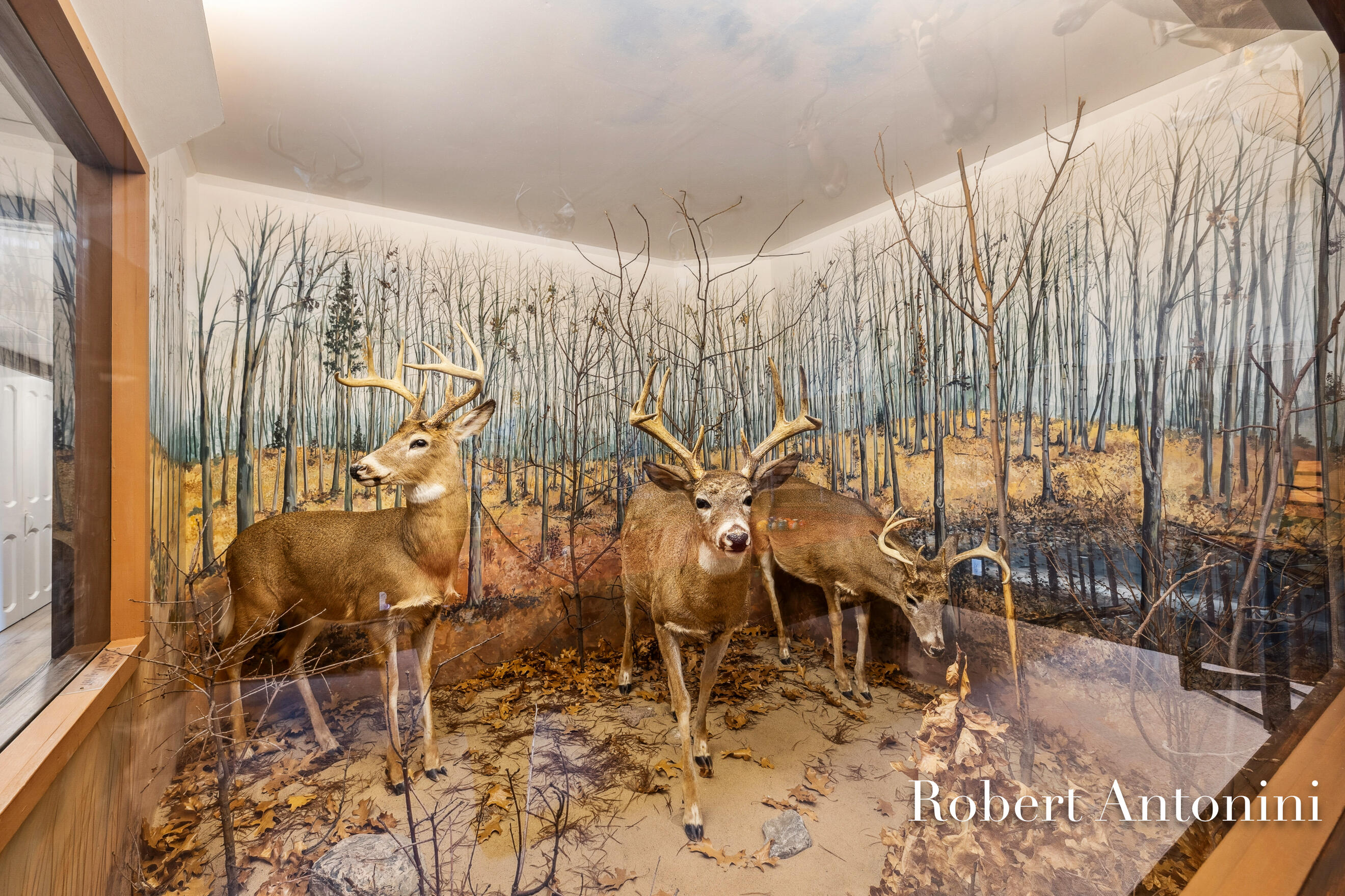 4751 Johnson Road Gowen, MI 49326 - Photo 8 of 146 Bucks harvest from the property