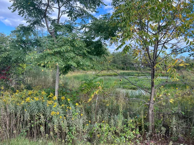 a view of a lush green forest