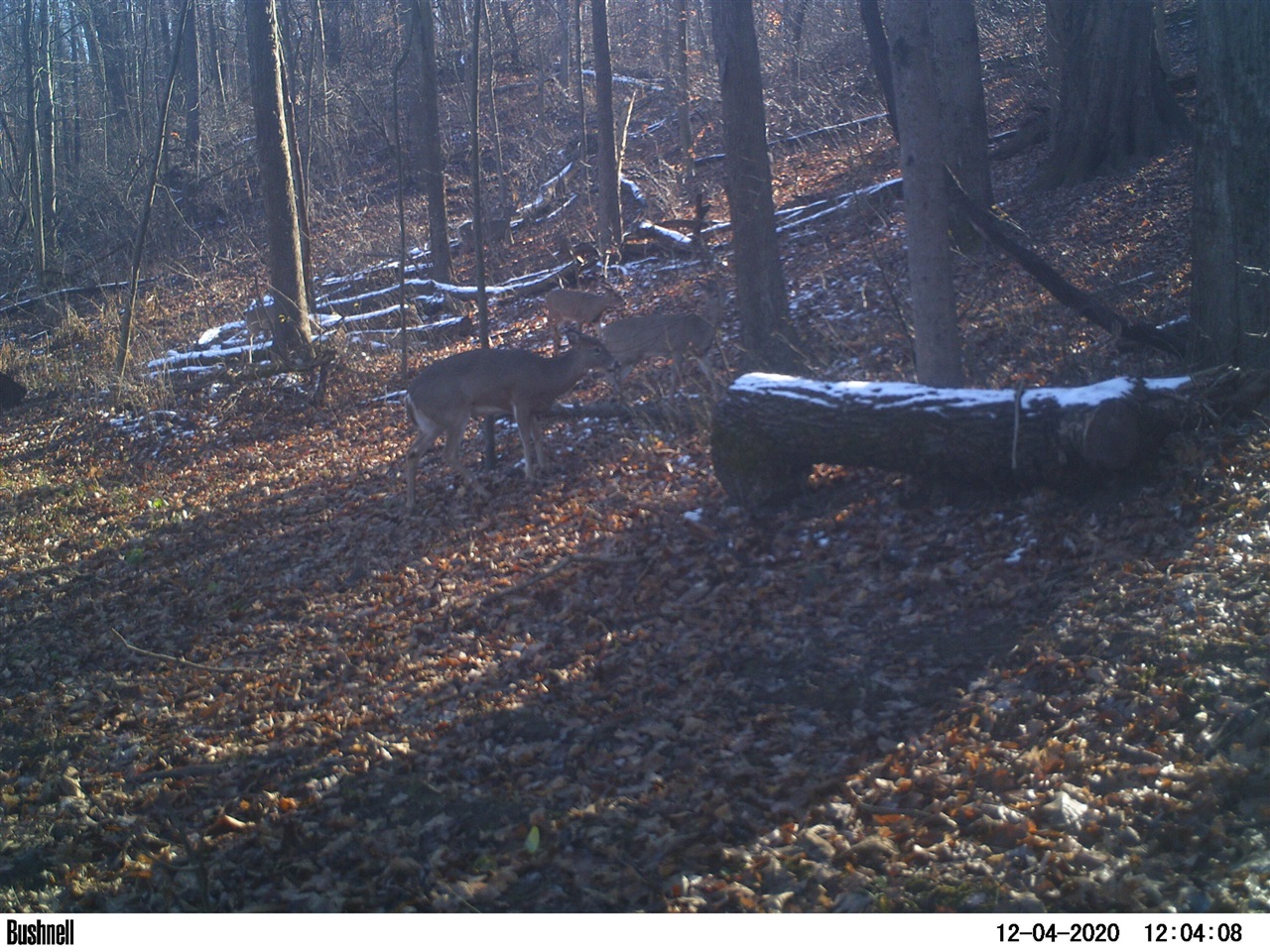 Vl Oak Forest Road Buchanan, MI 49107 - Photo 7 of 10