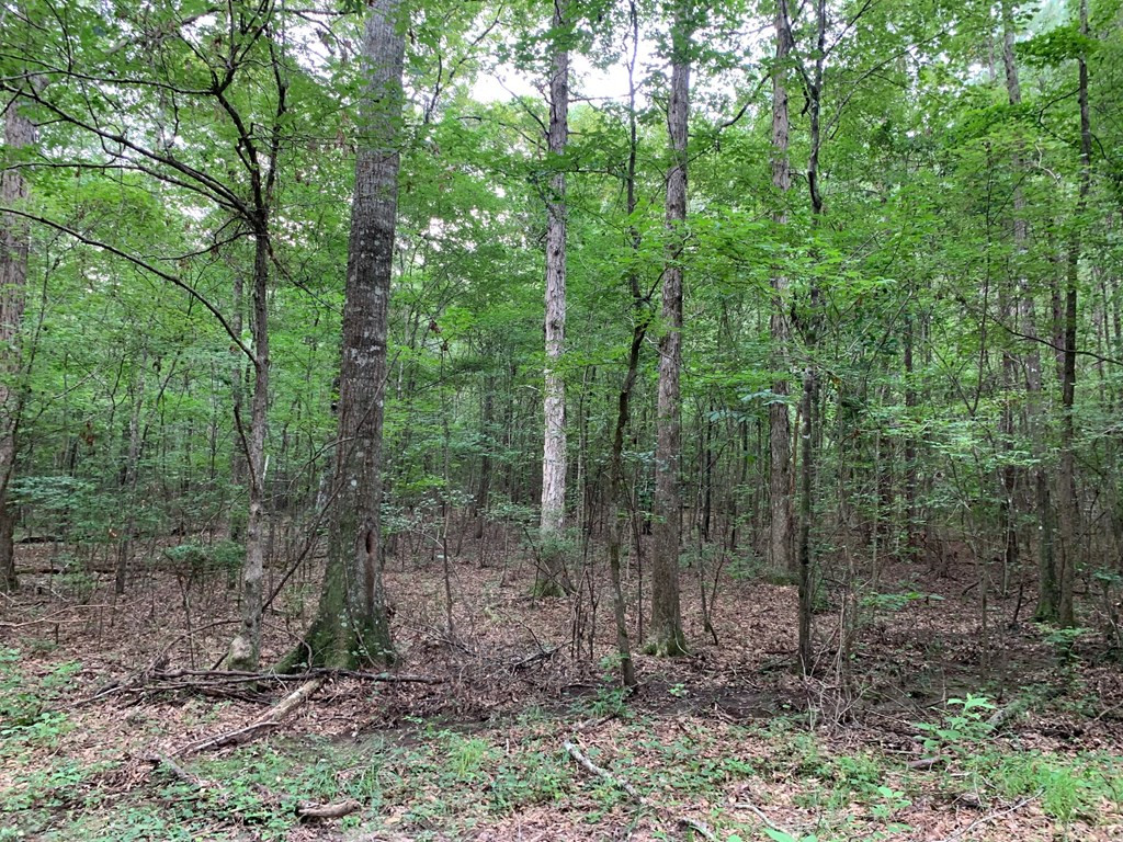 . Ward Jackson Road Summit, MS 39666 - Photo 2 of 11 Photo 2