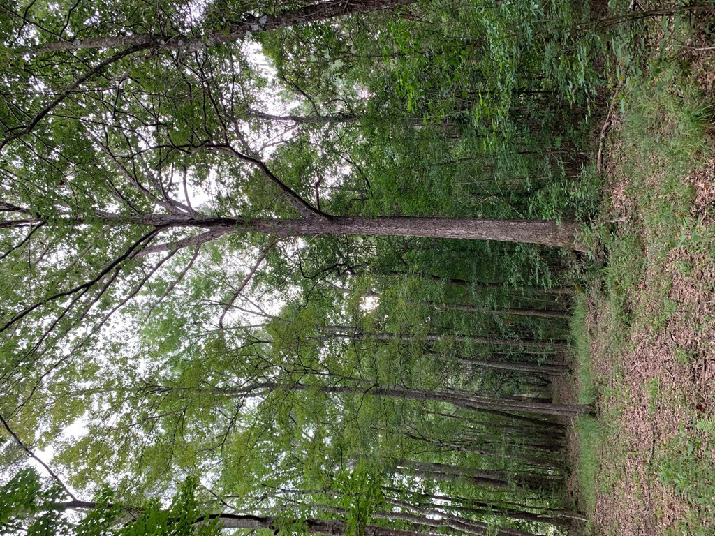 . Ward Jackson Road Summit, MS 39666 - Photo 3 of 11 Photo 3