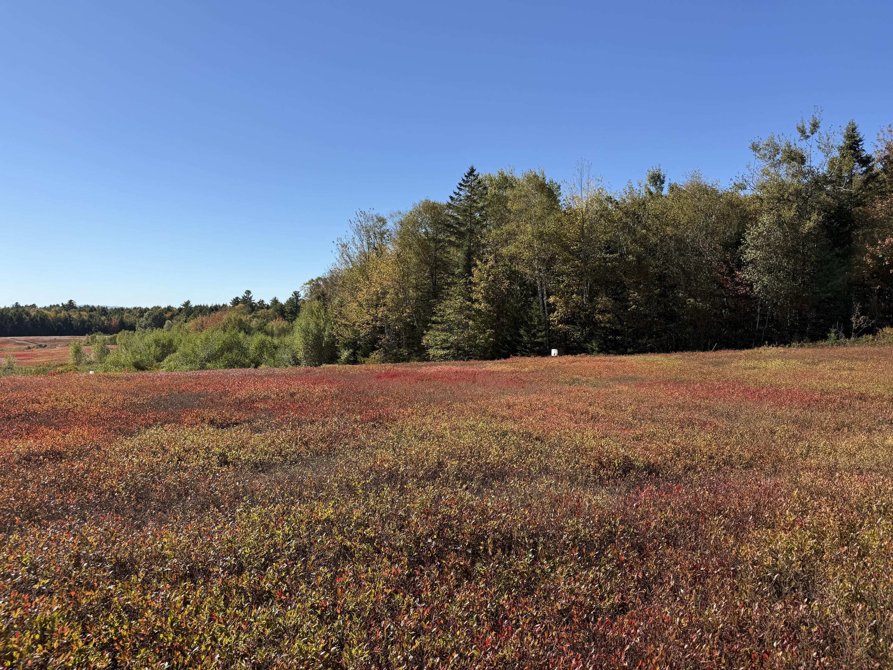 Map19-lot28 Leach Road Penobscot, ME 04476 - Photo 10 of 21 MAP 19 LOT 28