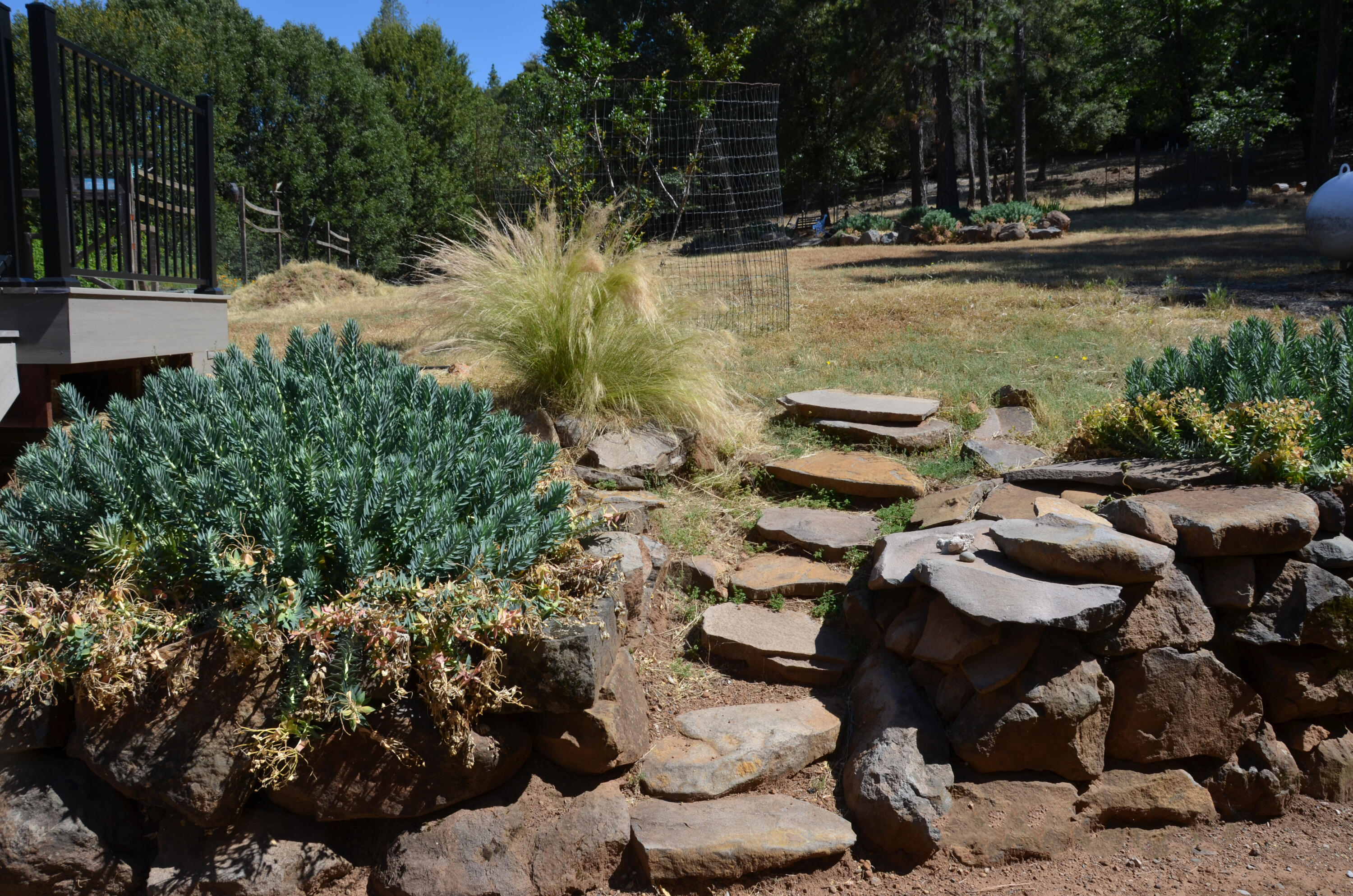 31300 Miller Mountain Road Whitmore, CA 96096 - Photo 8 of 38 31300 backyard