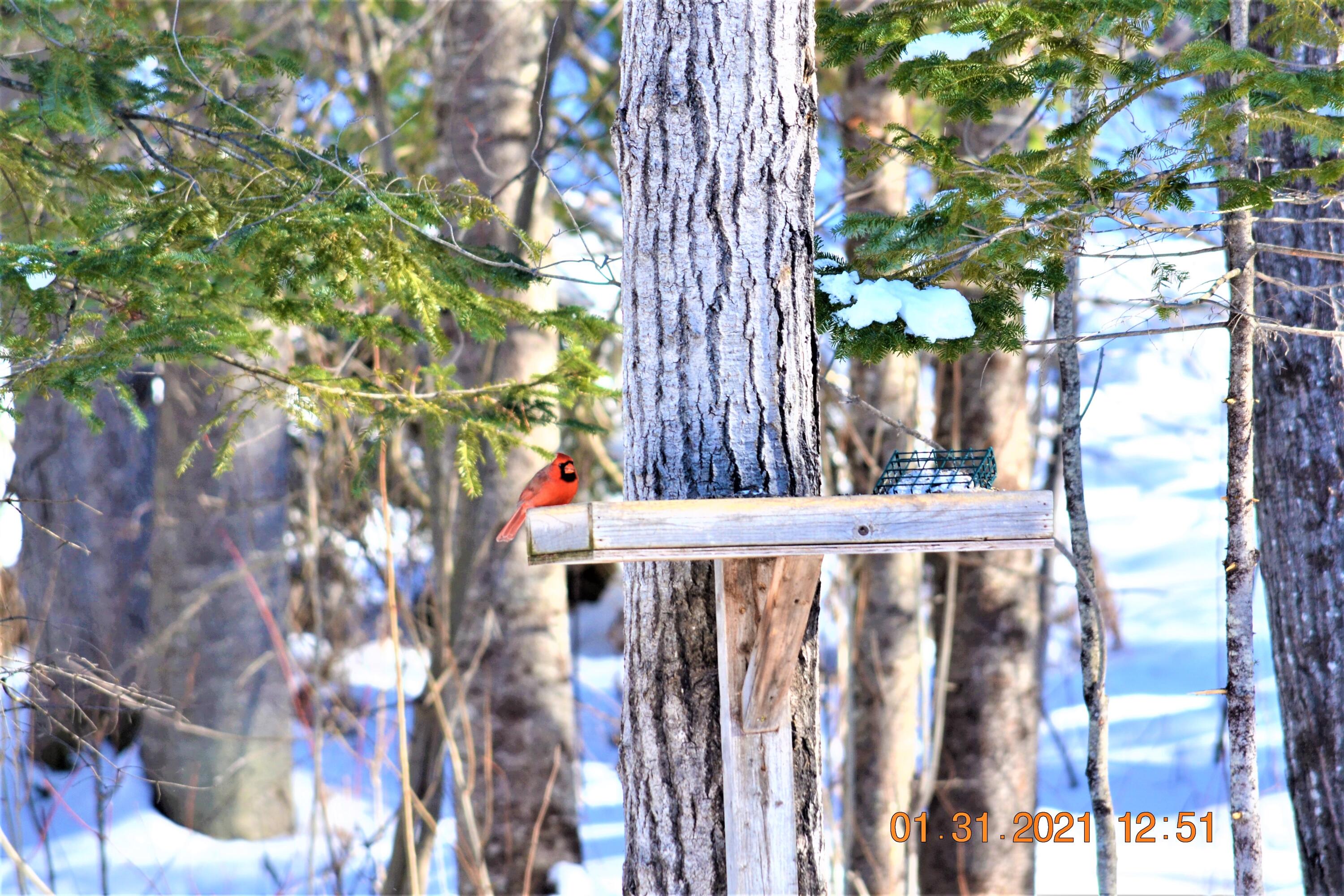 12 Nubble Way Stratton, ME 04982 - Photo 80 of 87 Bird