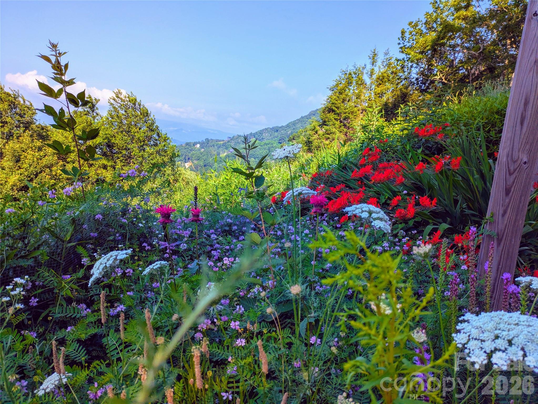 448 Howards Knob Road Boone, NC 28607 - Photo 11 of 38 a view of a flower in a garden