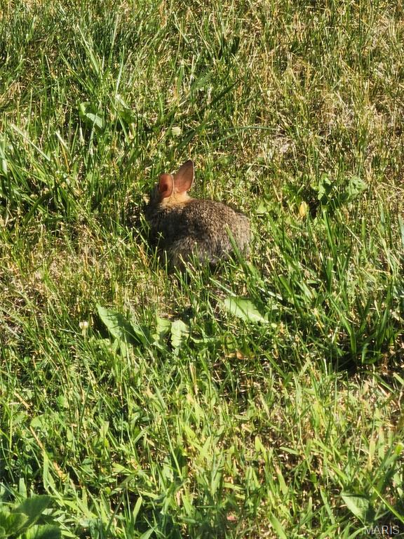 9 Buelah Drive Troy, MO 63379 - Photo 72 of 82