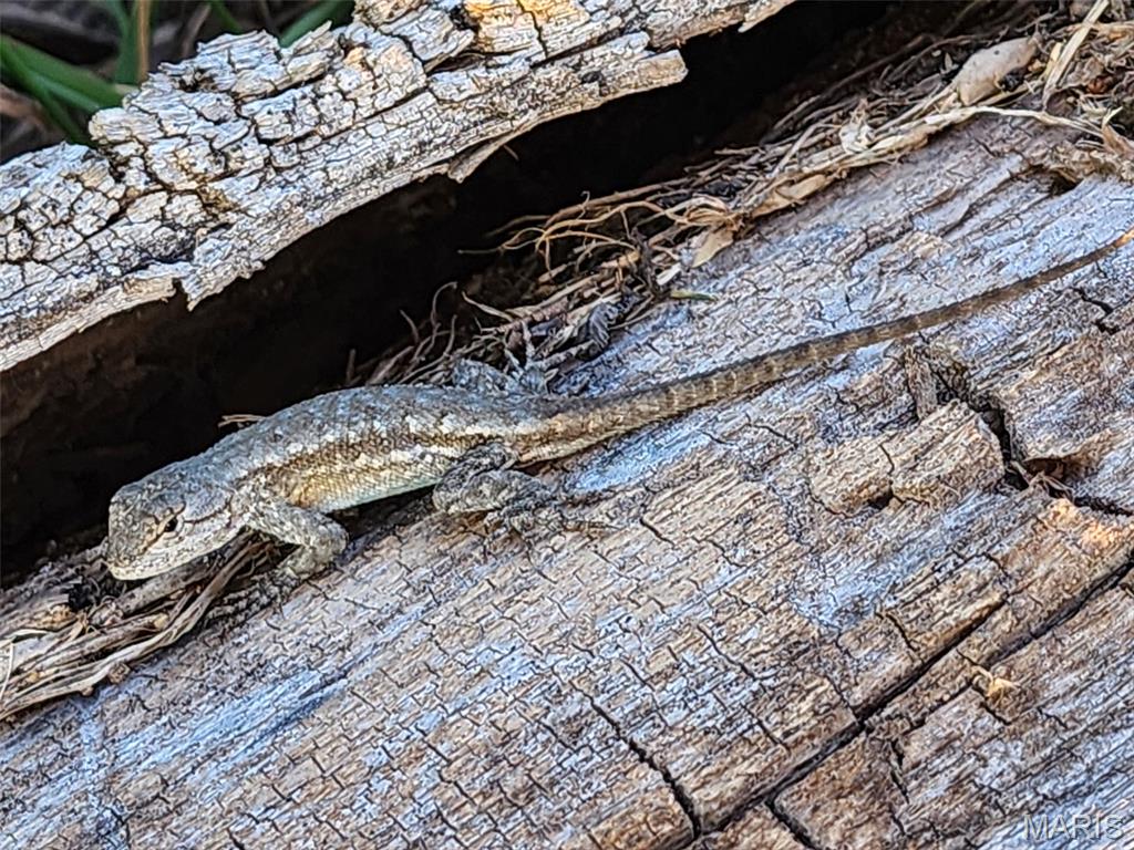 9 Buelah Drive Troy, MO 63379 - Photo 73 of 82