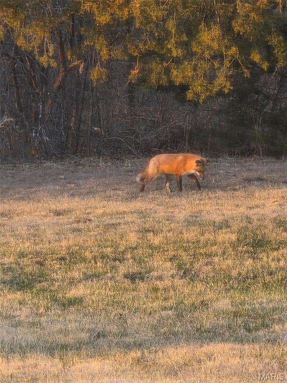9 Buelah Drive Troy, MO 63379 - Photo 77 of 82