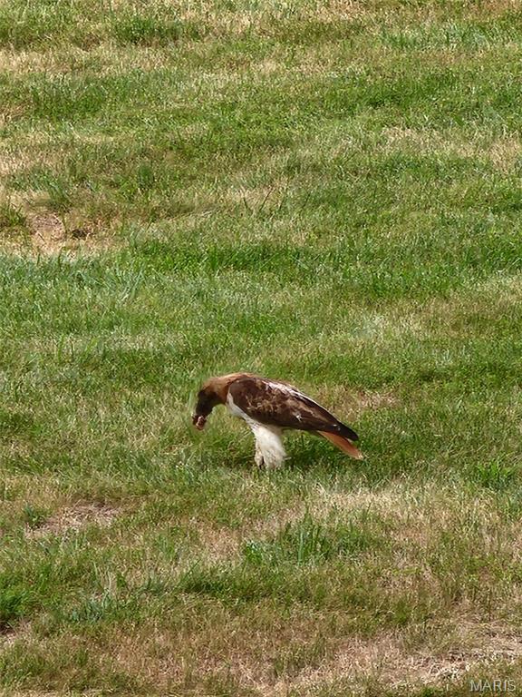 9 Buelah Drive Troy, MO 63379 - Photo 81 of 82