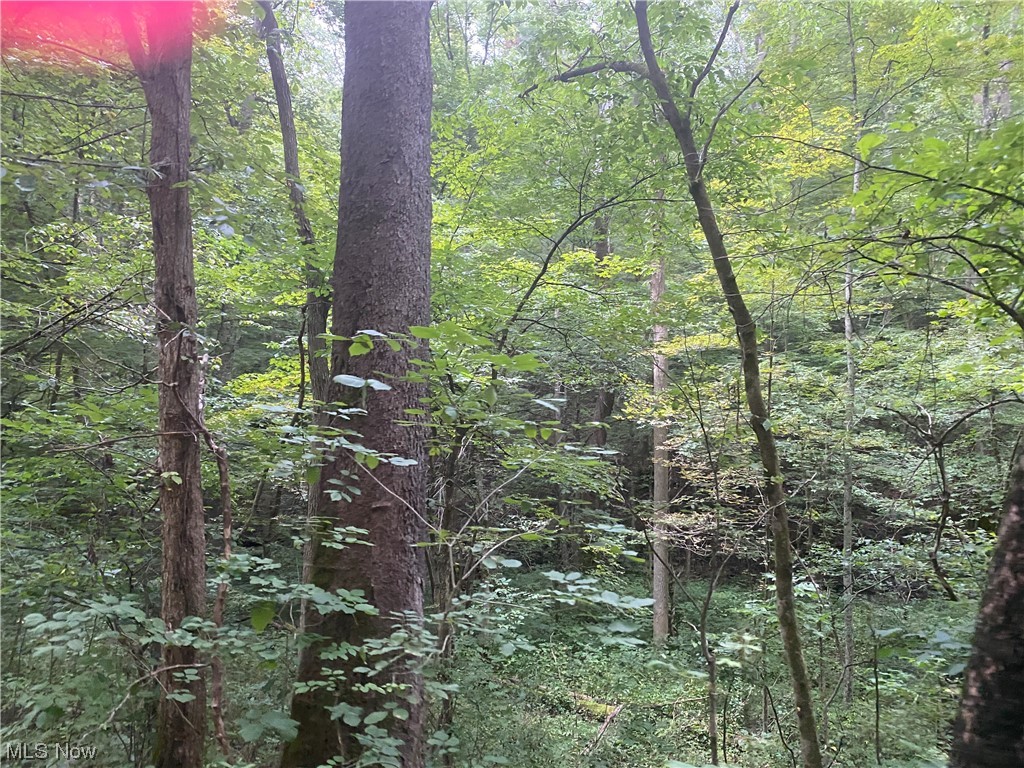 Clyde Ruble Road Lewisville, OH 43754 - Photo 5 of 16 View of nature