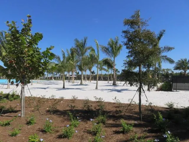 a row of palm trees on a park with palm trees