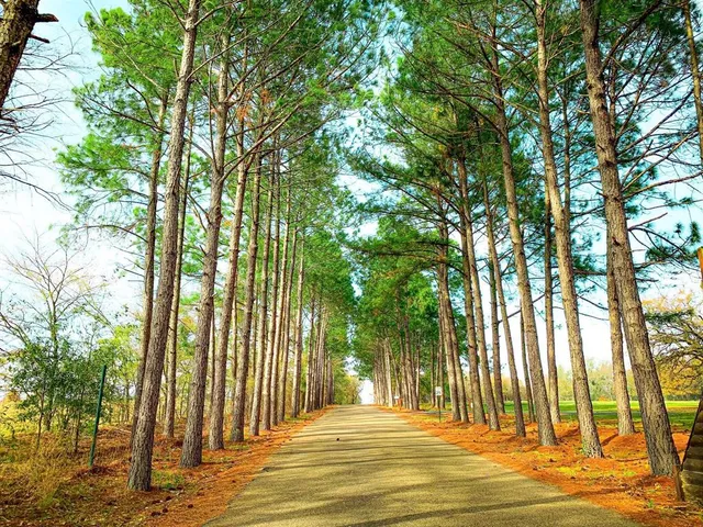 a view of swimming pool with trees