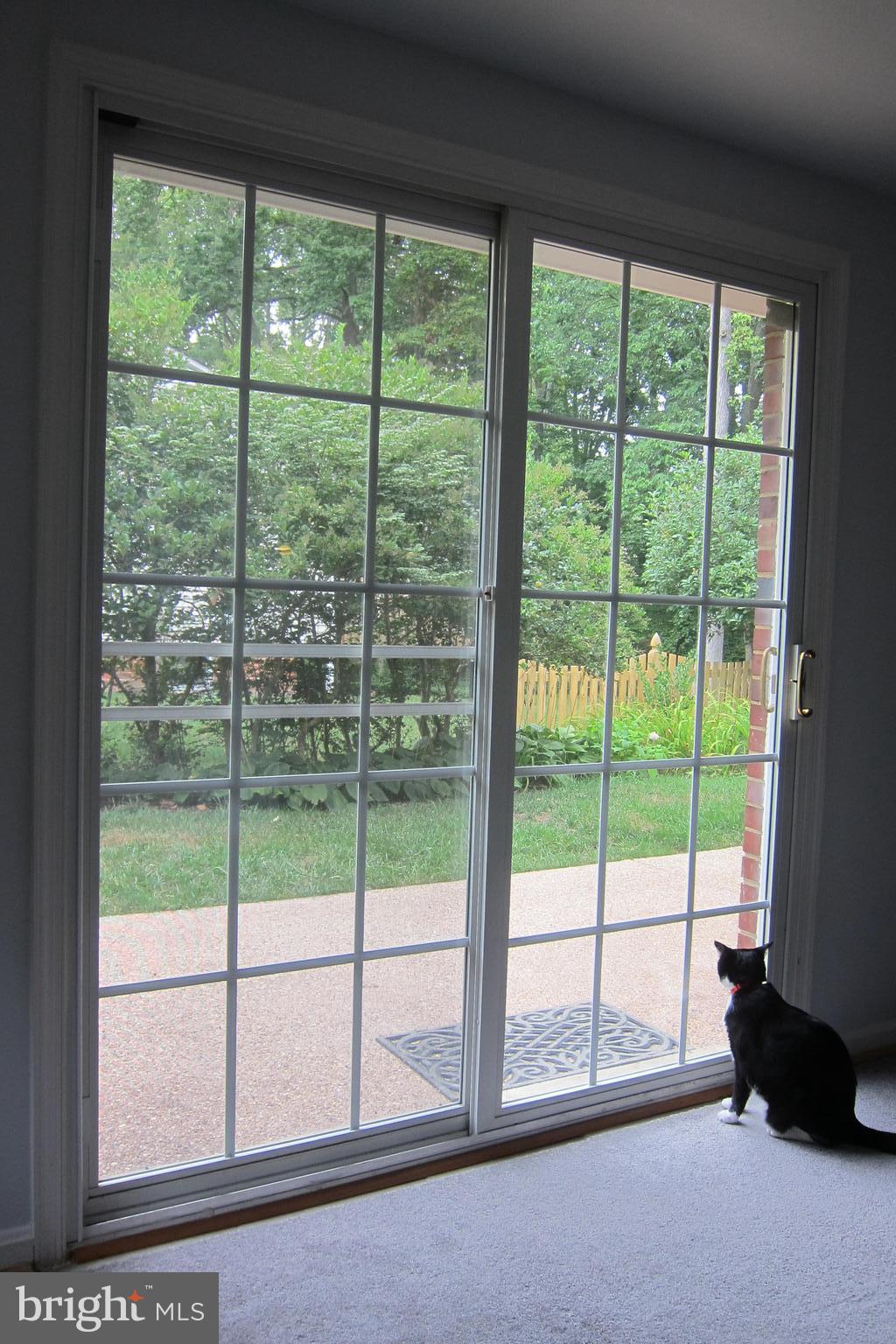 8225 Crown Court Road Alexandria, VA 22308 - Photo 30 of 57 A furry friend longing for the beautiful outdoors