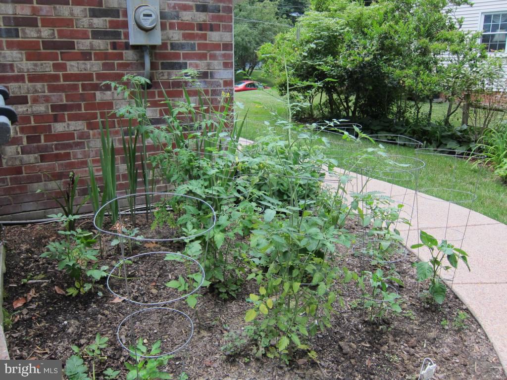 8225 Crown Court Road Alexandria, VA 22308 - Photo 35 of 57 Plantings