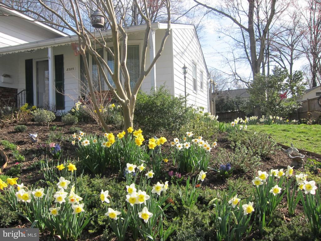 8225 Crown Court Road Alexandria, VA 22308 - Photo 46 of 57 Daffodils