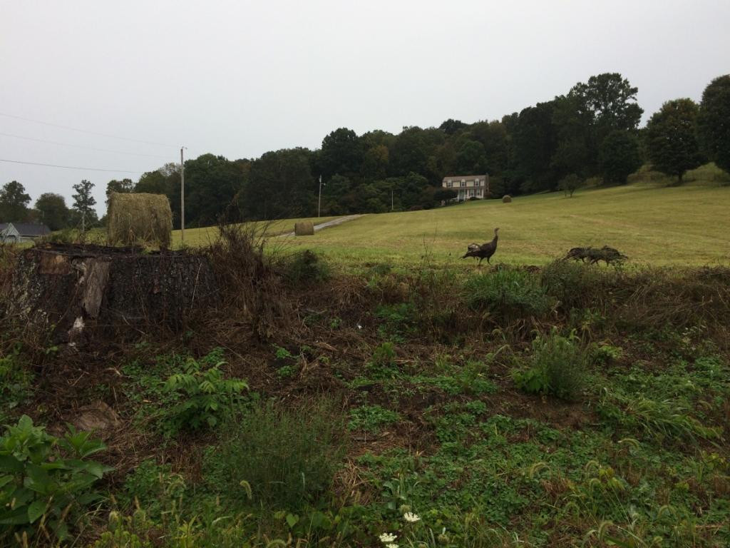 254 Buckingham Road Gray, TN 37615 - Photo 34 of 34 Photo 35