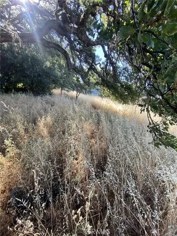 a view of a forest with lots of trees