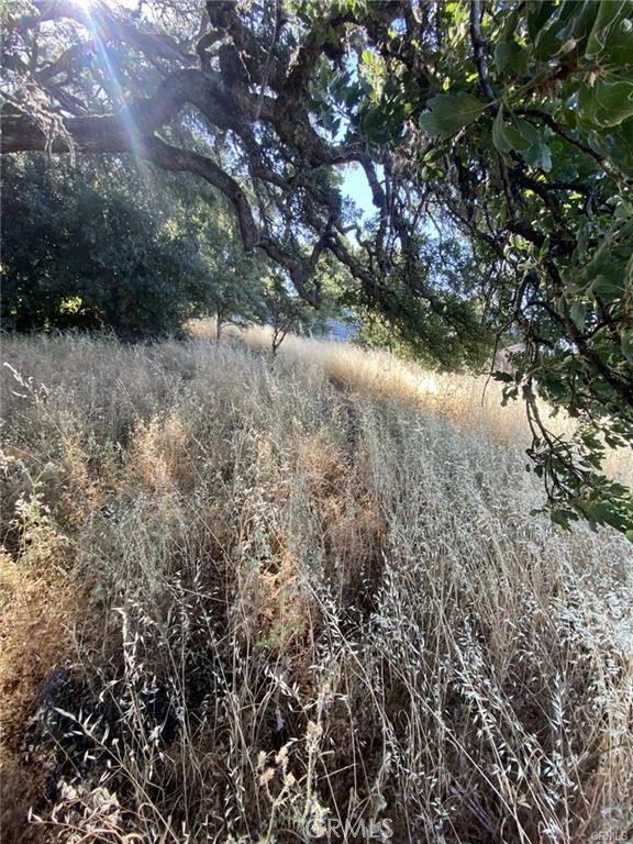 7140 Morton Street Nice, CA 95464 - Photo 4 of 8 a view of a forest with lots of trees