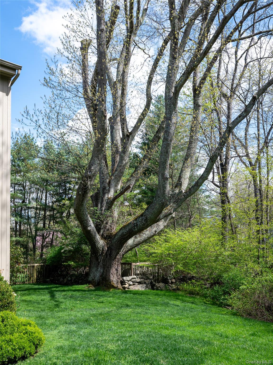 101 Post Office Road Waccabuc, NY 10597 - Photo 9 of 34 Century-old tree seen from kitchen