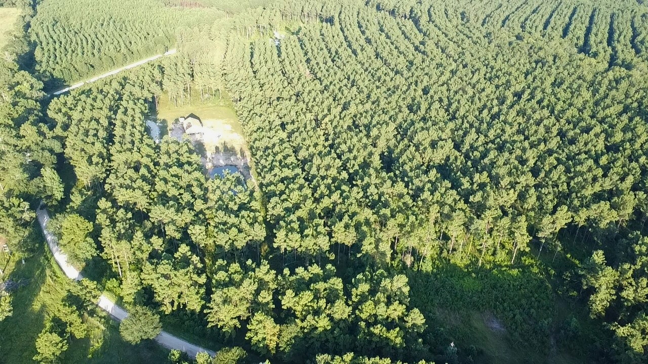 769 Tullos Loop Livingston, TX 77351 - Photo 18 of 23 a close up of a plant