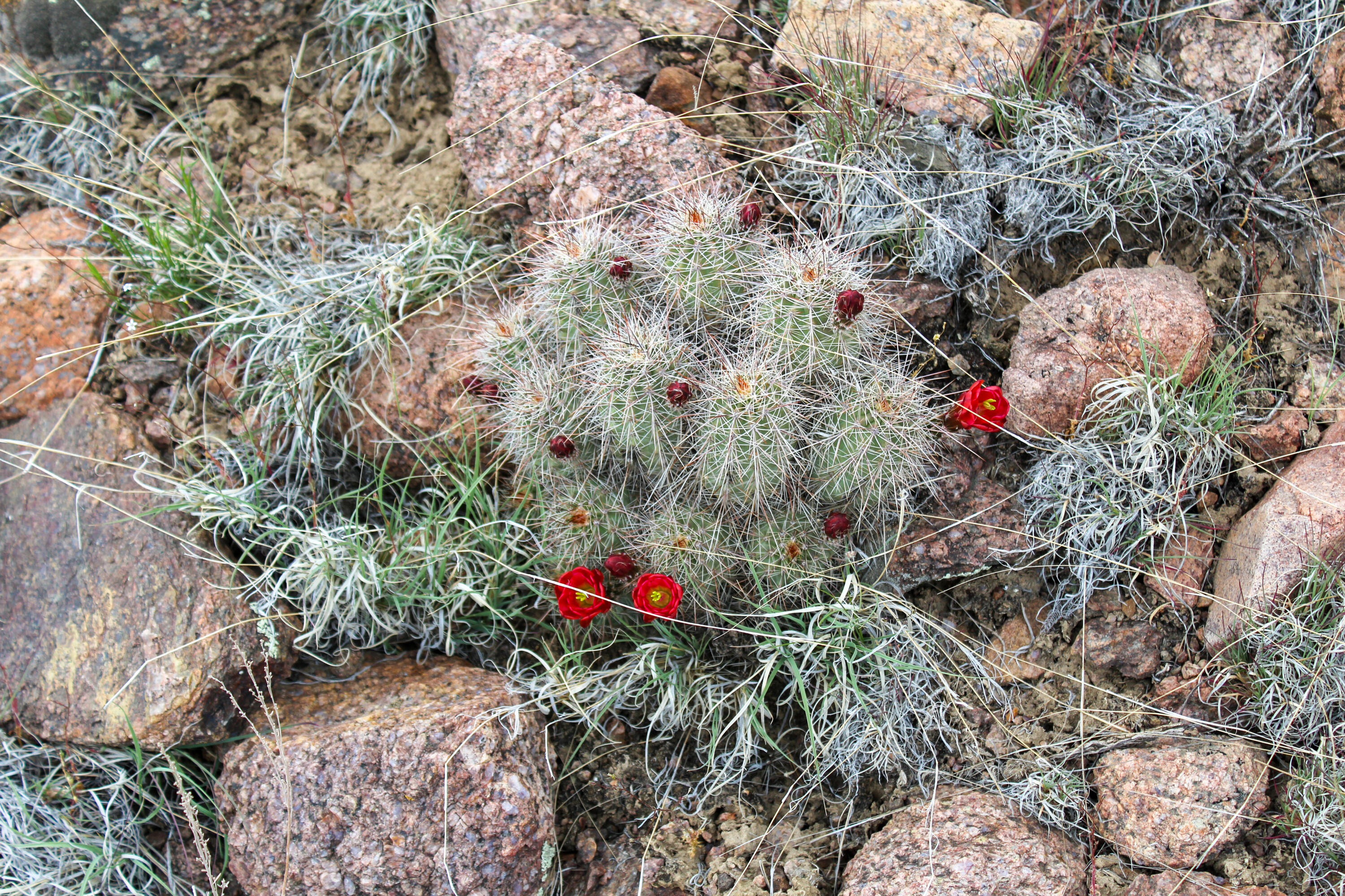 200 County Road Cuba, NM 87013 - Photo 22 of 70 Gallery Image 22